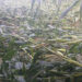 Windstorm damages maize fields in Degala chiwog, Zhemgang