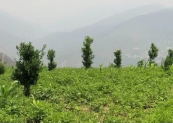 Dropping of oranges before it is picked