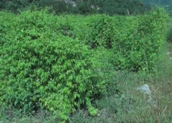 Vegetables farming on the rise in Bali chiwog