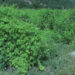 Vegetables farming on the rise in Bali chiwog