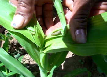Suspected stem borer affecting maize in Trashigang