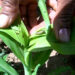 Suspected stem borer affecting maize in Trashigang