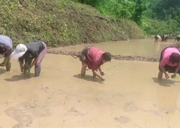 Youths cultivate paddy in Menchhari, after almost two decades