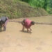 Youths cultivate paddy in Menchhari, after almost two decades