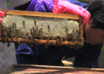 Some farmers choosing honey over potatoes in Phobji
