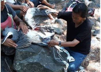 A White-Bellied-Heron juvenile succumbs to injuries