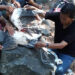 A White-Bellied-Heron juvenile succumbs to injuries