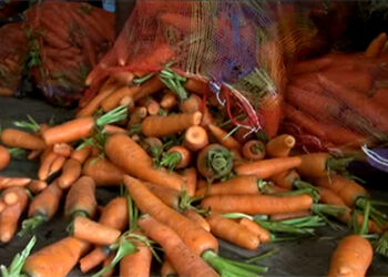 Carrot price drops to all time low last week