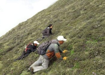 Poor Cordyceps yield in Lingzhi