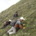 Poor Cordyceps yield in Lingzhi