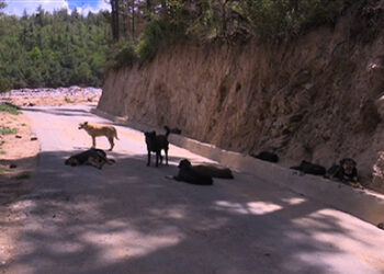 Fighting Dog population