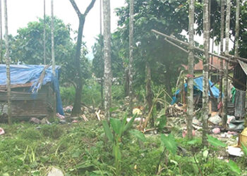 The return of wild elephants in Samdrupling