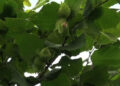 Hazelnut growers in Lumang expecting better yield this year