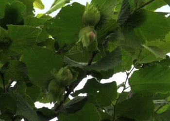 Hazelnut growers in Lumang expecting better yield this year