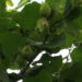 Hazelnut growers in Lumang expecting better yield this year