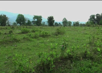 Paddy fields left fallow for 3 years and counting