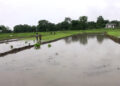Rice farmers in Sarpang blessed with timely rainfall