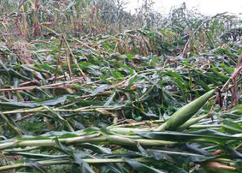 Incessant rainfall damages crops & infrastructures