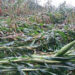 Incessant rainfall damages crops & infrastructures