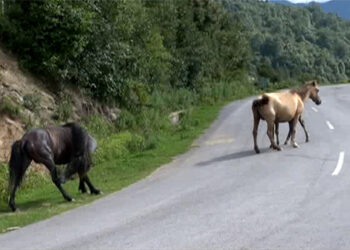 Stray horses, another challenge for the farmers- Kanglung