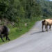 Stray horses, another challenge for the farmers- Kanglung