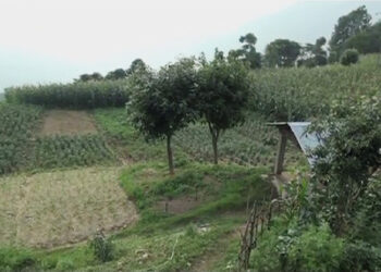 Mendrelgang farmers shift their focus from maize to vegetable cultivation