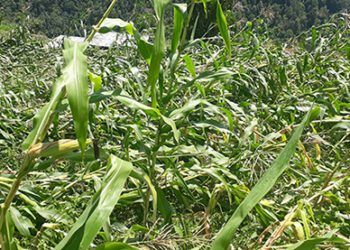 Windstorm damages maize in Phongmed, Trashigang