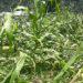 Windstorm damages maize in Phongmed, Trashigang