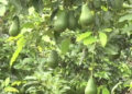 Backyard avocado orchard in Nangkor fruitful
