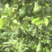 Backyard avocado orchard in Nangkor fruitful