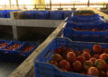 Tomatoes from Haa hit the market