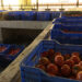 Tomatoes from Haa hit the market