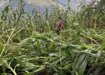 Windstorm damages maize in Chagsakhar and Ngatshang Gewog