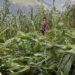 Windstorm damages maize in Chagsakhar and Ngatshang Gewog