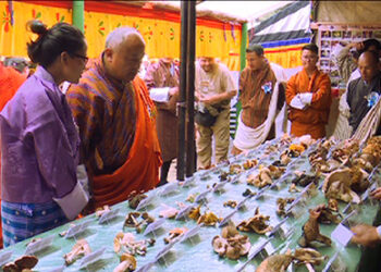 Ge-nyen Gewog’s prized mushroom- Matsutake