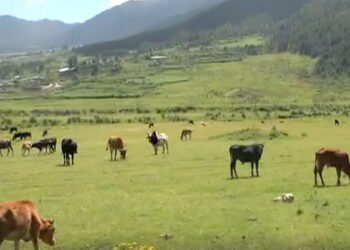 Stray domestic animals, a growing concern in Gangteng and Phobji