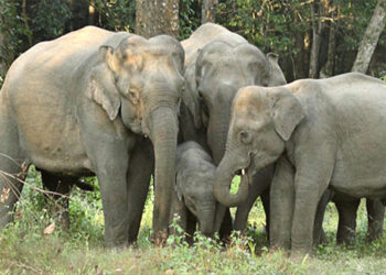 Wild elephants of Tashichhoeling, Samtse