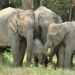 Wild elephants of Tashichhoeling, Samtse