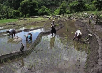 Dry weather worries rice growers in Semjong