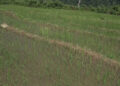 Continuous rainfall helps farmer in paddy transplantation
