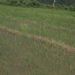 Continuous rainfall helps farmer in paddy transplantation