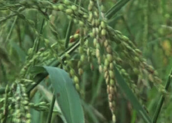 ‘Pangbara/Kambja’ cultivation on the decline