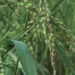 ‘Pangbara/Kambja’ cultivation on the decline