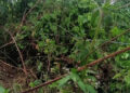 Solar electric fence in Mancheri left unused