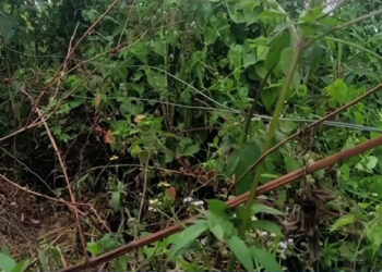 Solar electric fence in Mancheri left unused