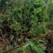 Solar electric fence in Mancheri left unused