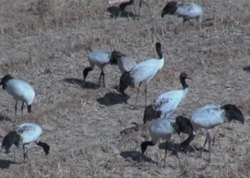 Restoration of wetland to improve feeding and roosting for black-necked crane