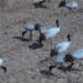 Restoration of wetland to improve feeding and roosting for black-necked crane