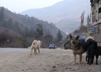 Residents complain about motorists dumping strays- Damchu