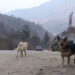 Residents complain about motorists dumping strays- Damchu